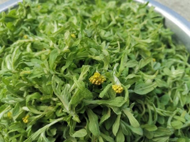 Loại rau "cỏ Thanh minh" thơm phức, bổ dưỡng, ông khỏe bà khen, làm bánh bao xanh thơm phức- Ảnh 2. Loại rau "cỏ Thanh minh" thơm phức, bổ dưỡng, ông khỏe bà khen, làm bánh bao xanh thơm phức- Ảnh 2.