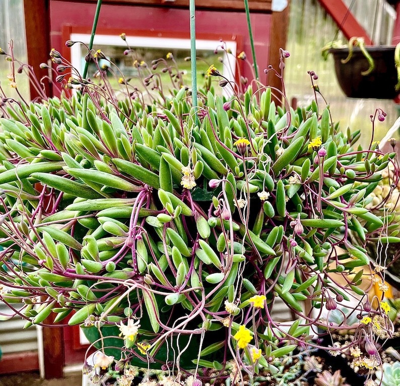 Cây cảnh may mắn, chuỗi đá quý đổi màu theo ánh nắng, như treo bùa chiêu tài, gọi lộc trong nhà- Ảnh 16.