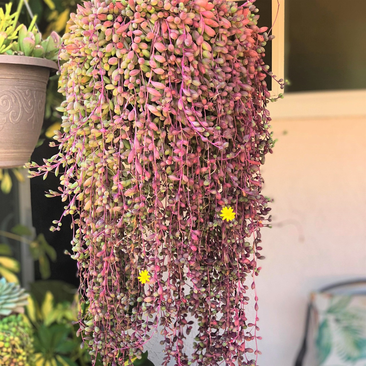 Cây cảnh may mắn, chuỗi đá quý đổi màu theo ánh nắng, như treo bùa chiêu tài, gọi lộc trong nhà- Ảnh 17.