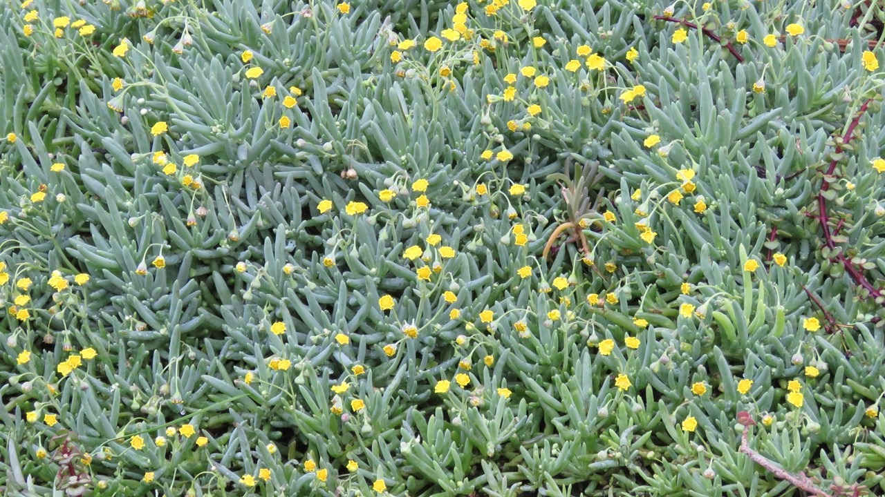 Cây cảnh may mắn, chuỗi đá quý đổi màu theo ánh nắng, như treo bùa chiêu tài, gọi lộc trong nhà- Ảnh 6.