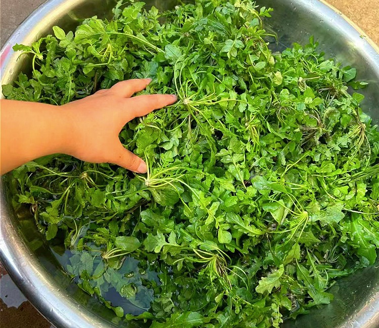 Tháng 3 Âm lịch, ăn loại rau dại này giúp cải thiện thị lực, tăng cường cơ bắp, làm sủi cảo cực ngon- Ảnh 3.