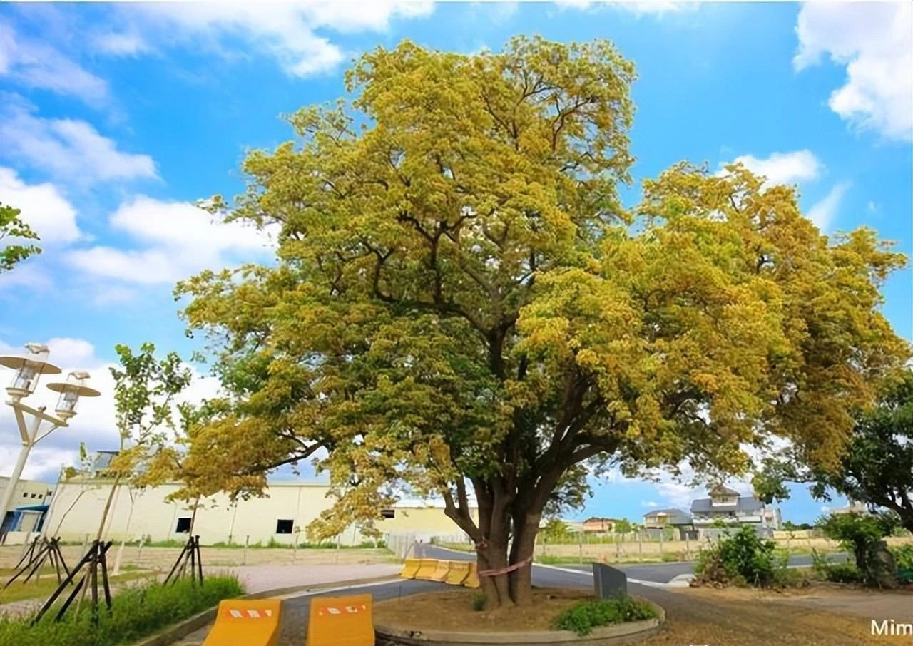 Cây cảnh nhuộm vàng góc phố, hoa như ngàn bướm bay, trồng trước nhà thịnh vượng trăm năm- Ảnh 8.