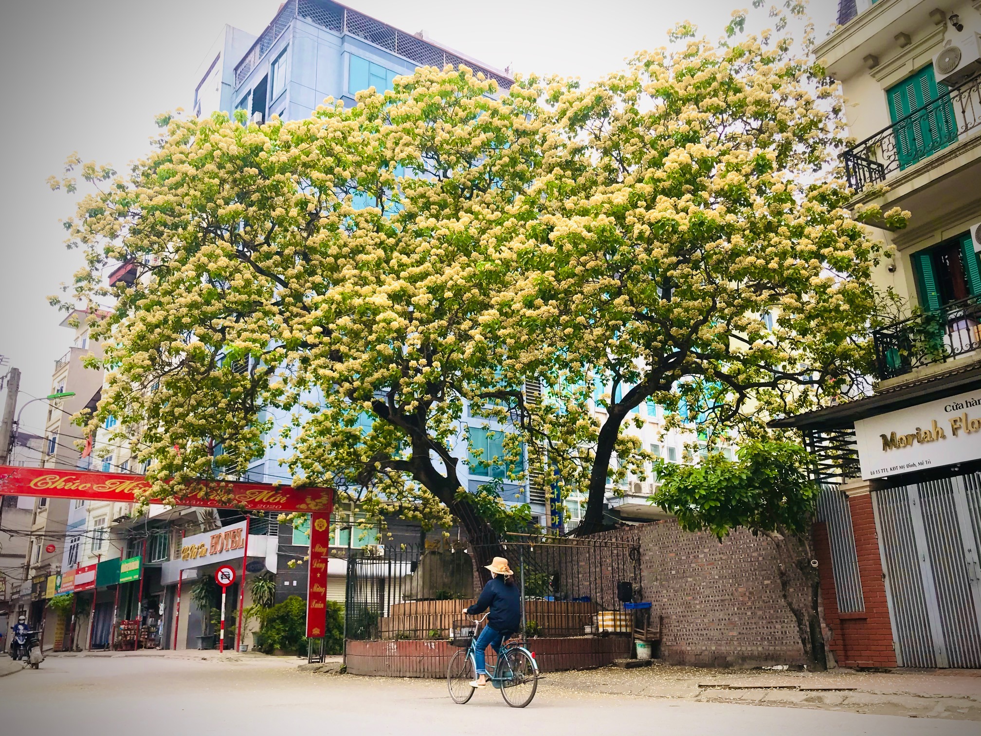 Cây cảnh nhuộm vàng góc phố, hoa như ngàn bướm bay, trồng trước nhà thịnh vượng trăm năm- Ảnh 1.