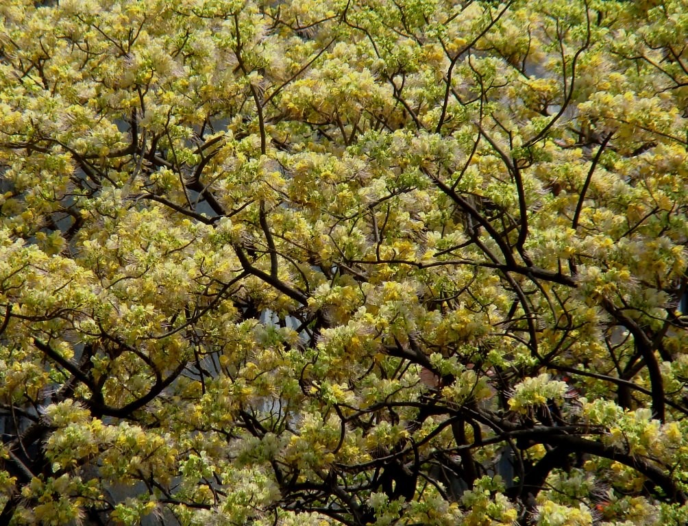 Cây cảnh nhuộm vàng góc phố, hoa như ngàn bướm bay, trồng trước nhà thịnh vượng trăm năm- Ảnh 3.