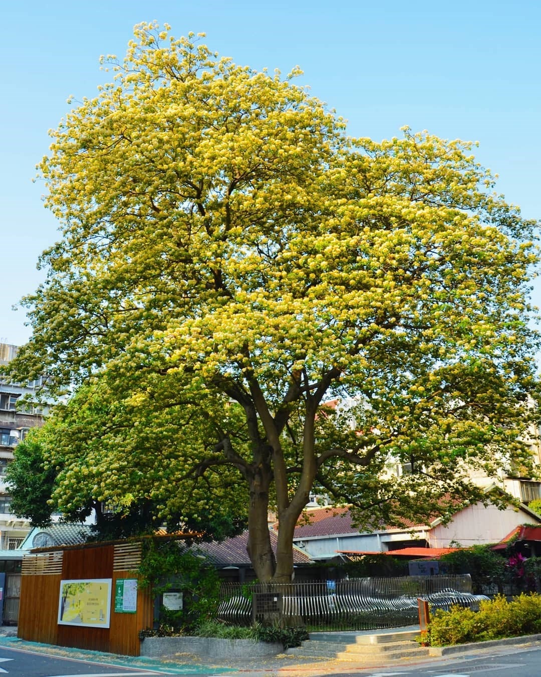 Cây cảnh nhuộm vàng góc phố, hoa như ngàn bướm bay, trồng trước nhà thịnh vượng trăm năm- Ảnh 13.
