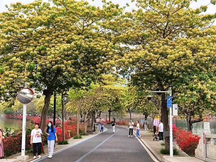 Cây cảnh nhuộm vàng góc phố, hoa như ngàn bướm bay, trồng trước nhà thịnh vượng trăm năm- Ảnh 11.