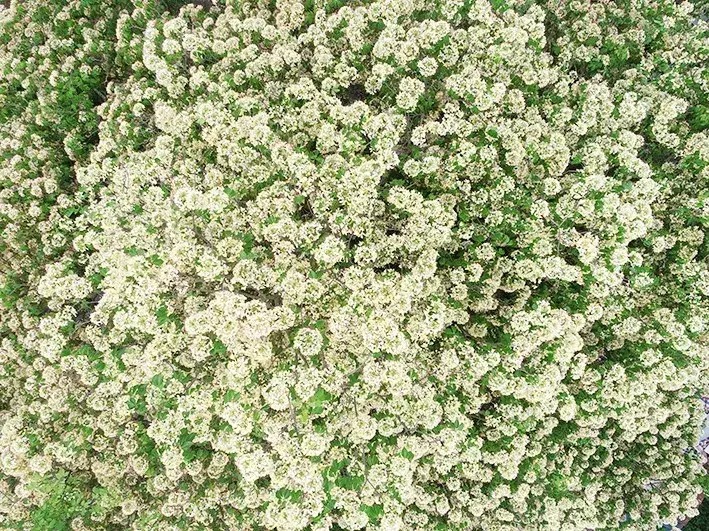 Cây cảnh nhuộm vàng góc phố, hoa như ngàn bướm bay, trồng trước nhà thịnh vượng trăm năm- Ảnh 6.