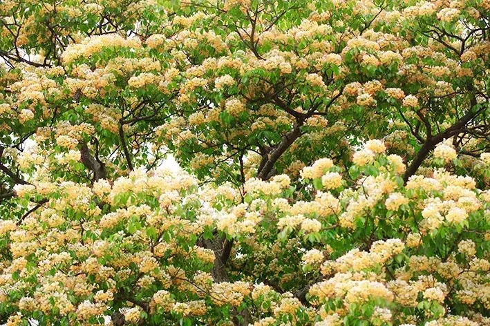 Cây cảnh nhuộm vàng góc phố, hoa như ngàn bướm bay, trồng trước nhà thịnh vượng trăm năm- Ảnh 7.