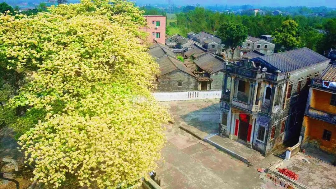 Cây cảnh nhuộm vàng góc phố, hoa như ngàn bướm bay, trồng trước nhà thịnh vượng trăm năm- Ảnh 4.