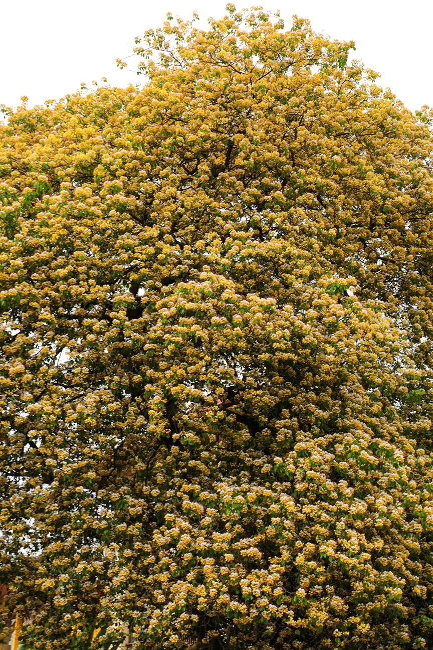 Cây cảnh nhuộm vàng góc phố, hoa như ngàn bướm bay, trồng trước nhà thịnh vượng trăm năm- Ảnh 12.