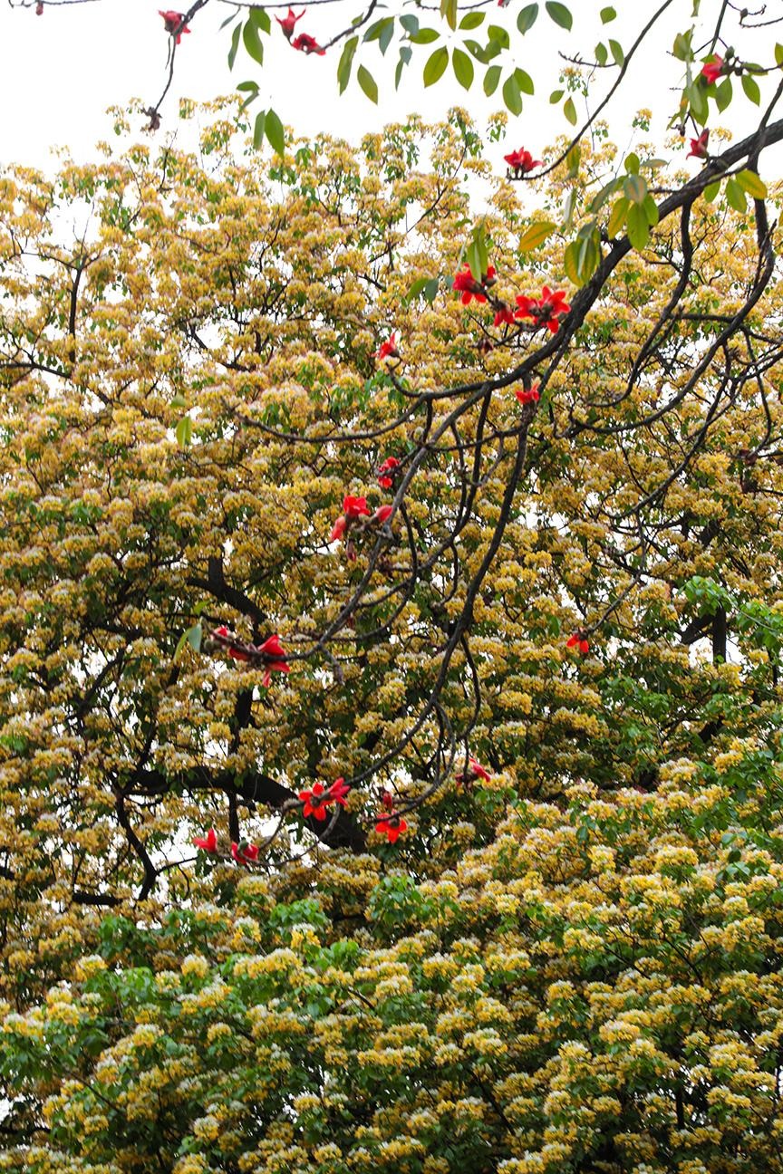 Cây cảnh nhuộm vàng góc phố, hoa như ngàn bướm bay, trồng trước nhà thịnh vượng trăm năm- Ảnh 14.