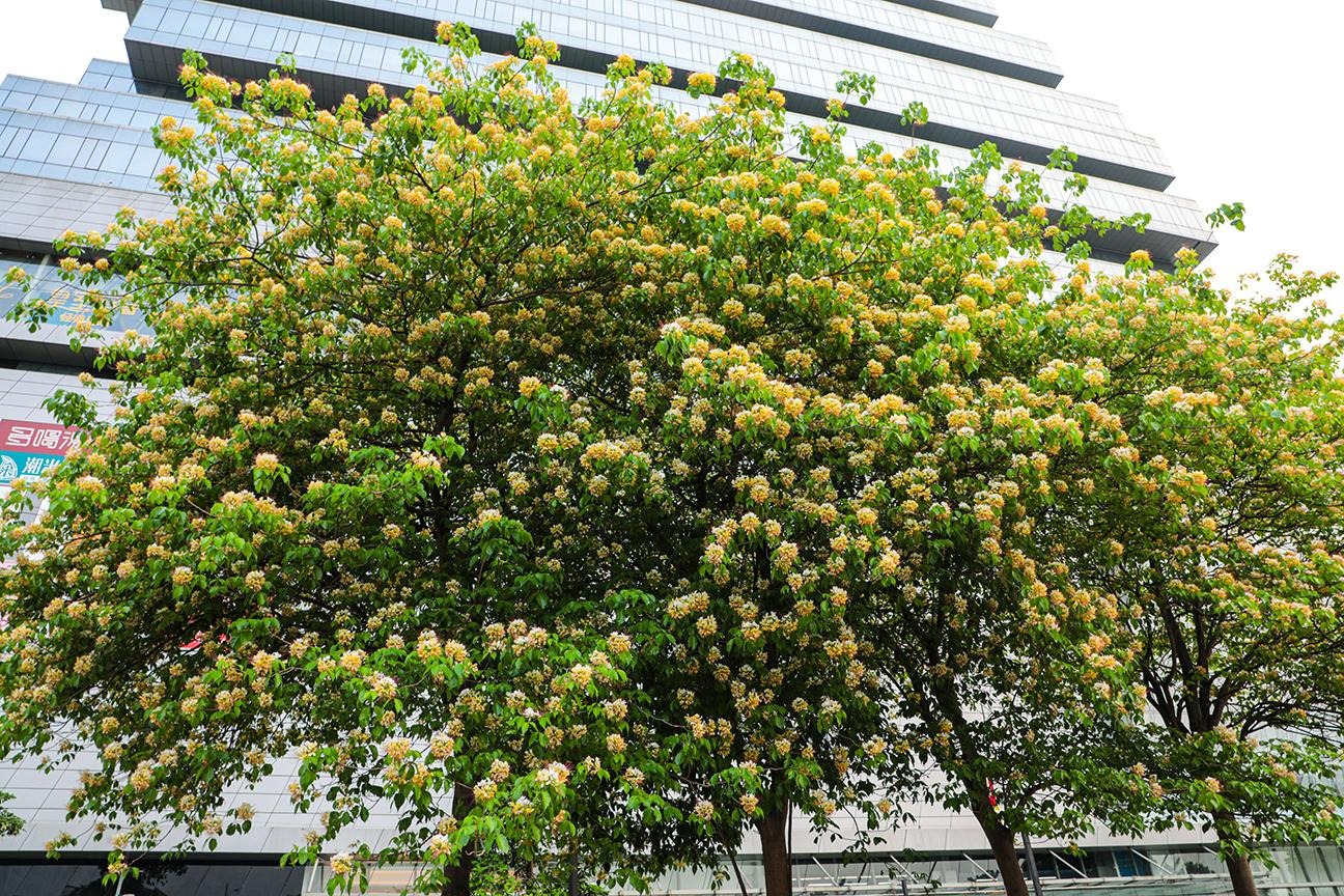 Cây cảnh nhuộm vàng góc phố, hoa như ngàn bướm bay, trồng trước nhà thịnh vượng trăm năm- Ảnh 9.