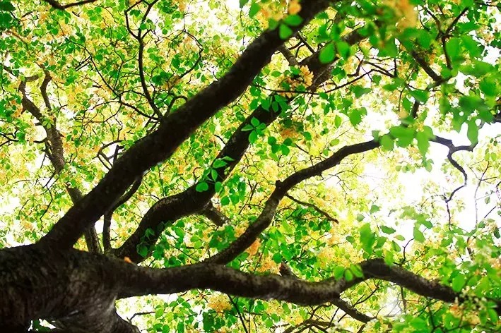 Cây cảnh nhuộm vàng góc phố, hoa như ngàn bướm bay, trồng trước nhà thịnh vượng trăm năm- Ảnh 15.