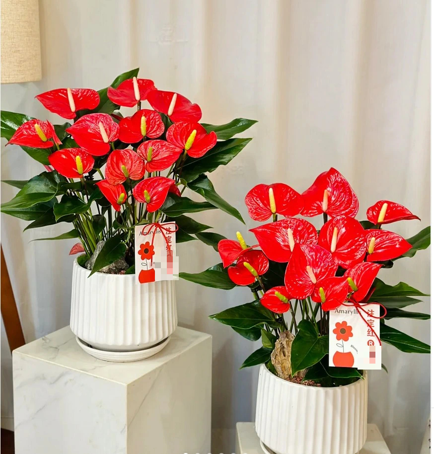 6 cây cảnh cát tường, gánh hộ chủ nhân mọi muộn phiền, mùa hè gặp điều này lại "sợ chết khiếp" - Ảnh 1.