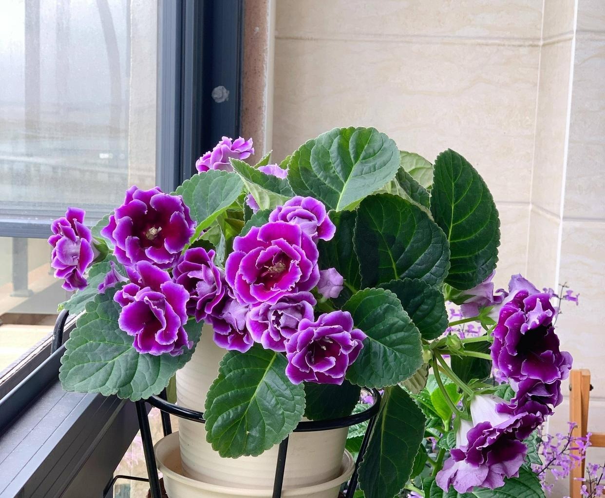 6 cây cảnh cát tường, gánh hộ chủ nhân mọi muộn phiền, mùa hè gặp điều này lại "sợ chết khiếp" - Ảnh 5.