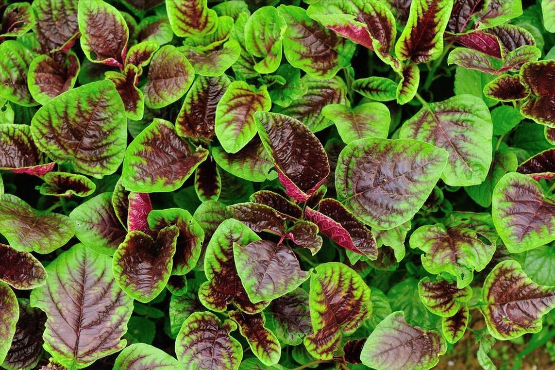 Loại rau có axit folic gấp 46 lần dưa chuột, ăn nhiều bổ máu, tốt xương, trộn chua cay ngon tuyệt- Ảnh 1.