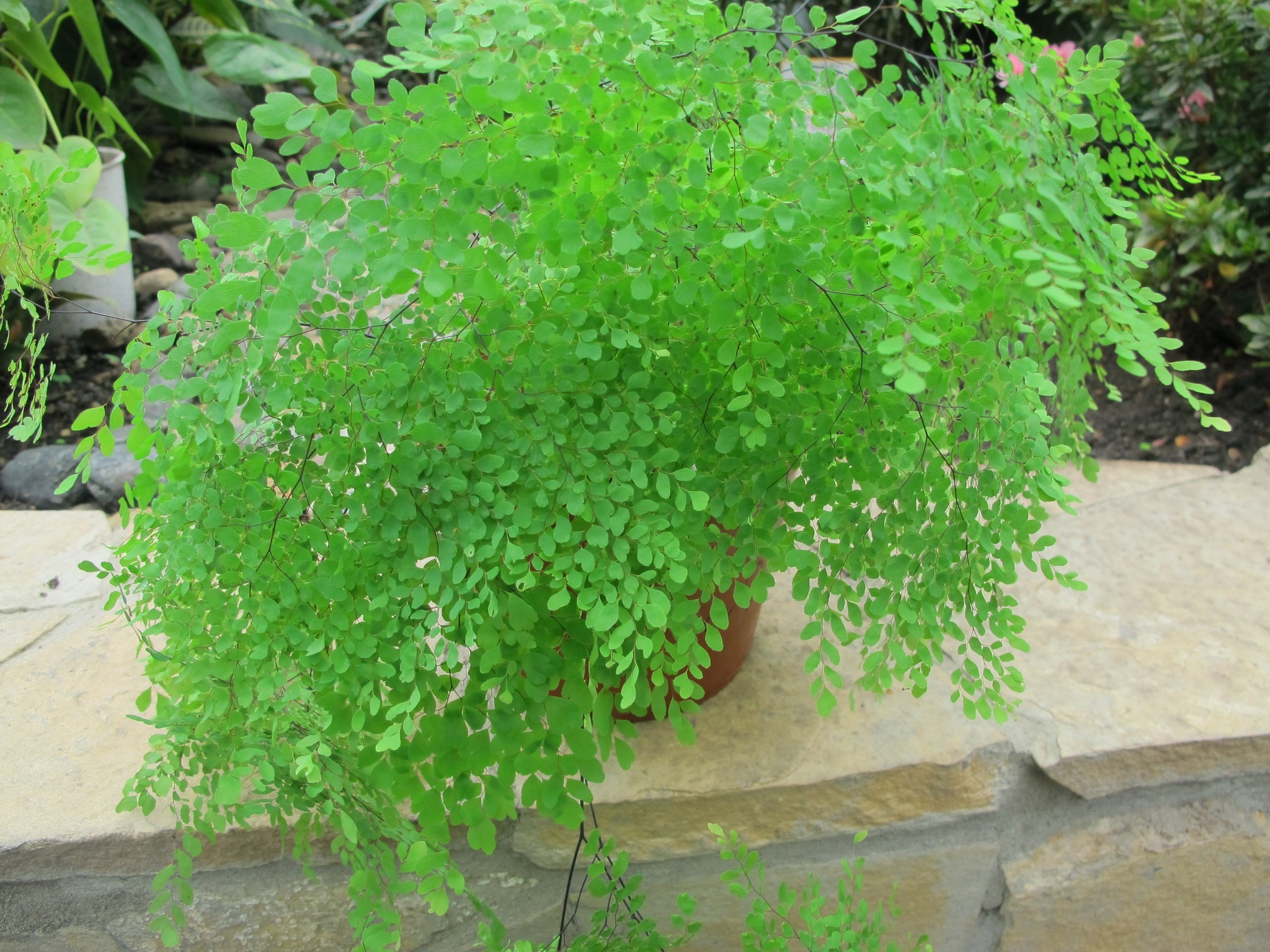 Cây cảnh tràn đầy hơi thở thanh xuân, lá xanh mướt quanh năm, trồng trong nhà chiêu may mắn- Ảnh 6.