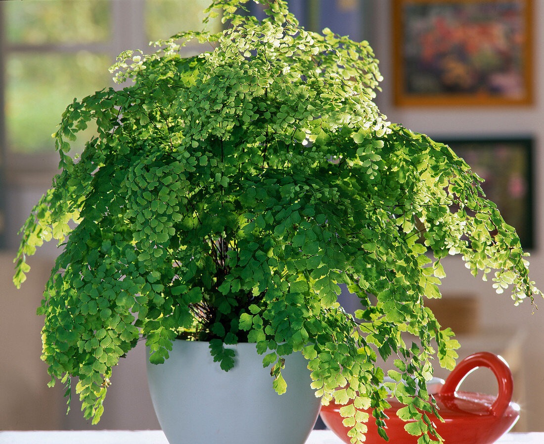 Cây cảnh tràn đầy hơi thở thanh xuân, lá xanh mướt quanh năm, trồng trong nhà chiêu may mắn- Ảnh 10.