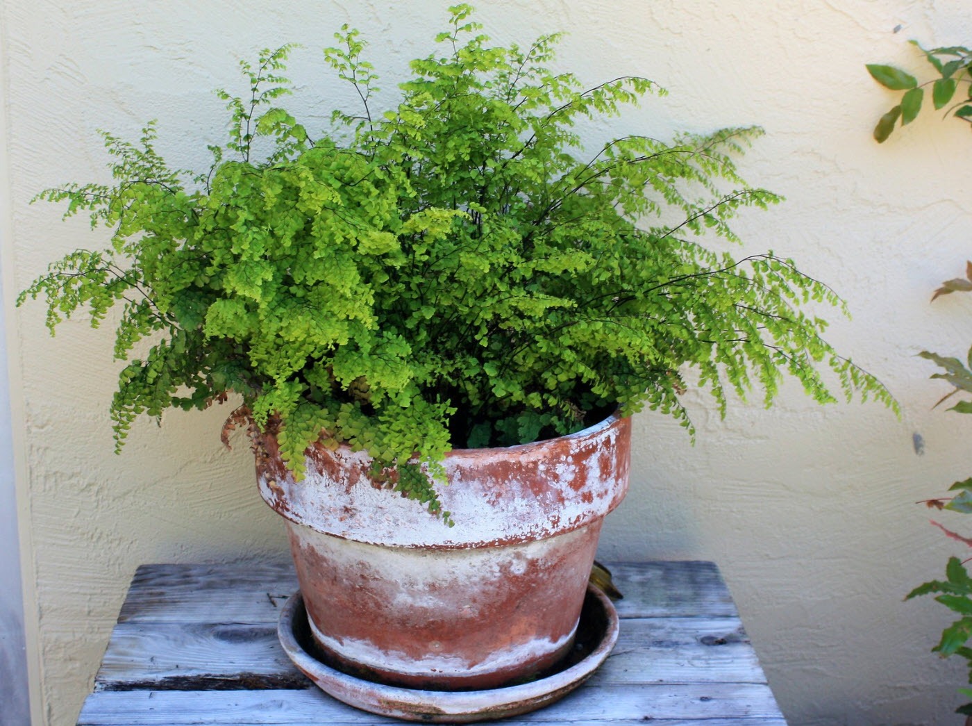 Cây cảnh tràn đầy hơi thở thanh xuân, lá xanh mướt quanh năm, trồng trong nhà chiêu may mắn- Ảnh 3.