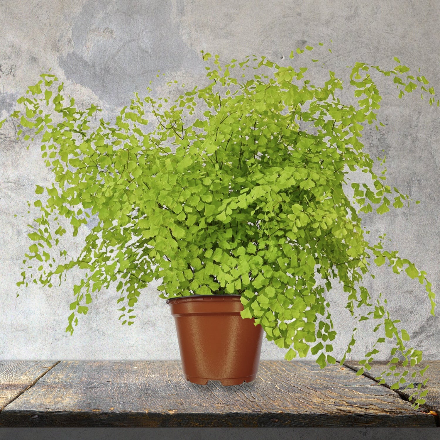 Cây cảnh tràn đầy hơi thở thanh xuân, lá xanh mướt quanh năm, trồng trong nhà chiêu may mắn- Ảnh 4.