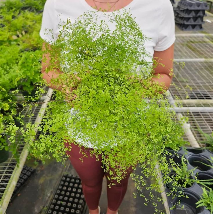 Cây cảnh tràn đầy hơi thở thanh xuân, lá xanh mướt quanh năm, trồng trong nhà chiêu may mắn- Ảnh 9.