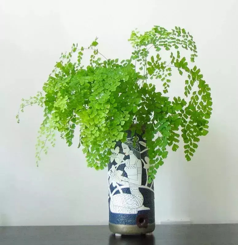 Cây cảnh tràn đầy hơi thở thanh xuân, lá xanh mướt quanh năm, trồng trong nhà chiêu may mắn- Ảnh 13.