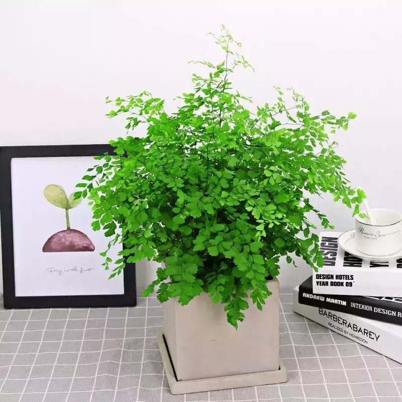 Cây cảnh tràn đầy hơi thở thanh xuân, lá xanh mướt quanh năm, trồng trong nhà chiêu may mắn- Ảnh 15.