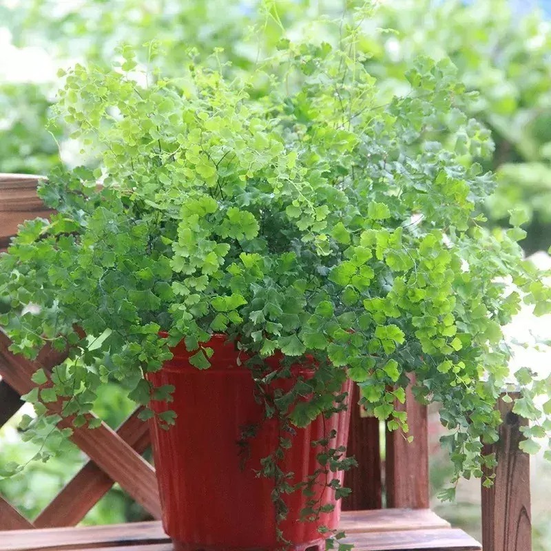 Cây cảnh tràn đầy hơi thở thanh xuân, lá xanh mướt quanh năm, trồng trong nhà chiêu may mắn- Ảnh 14.