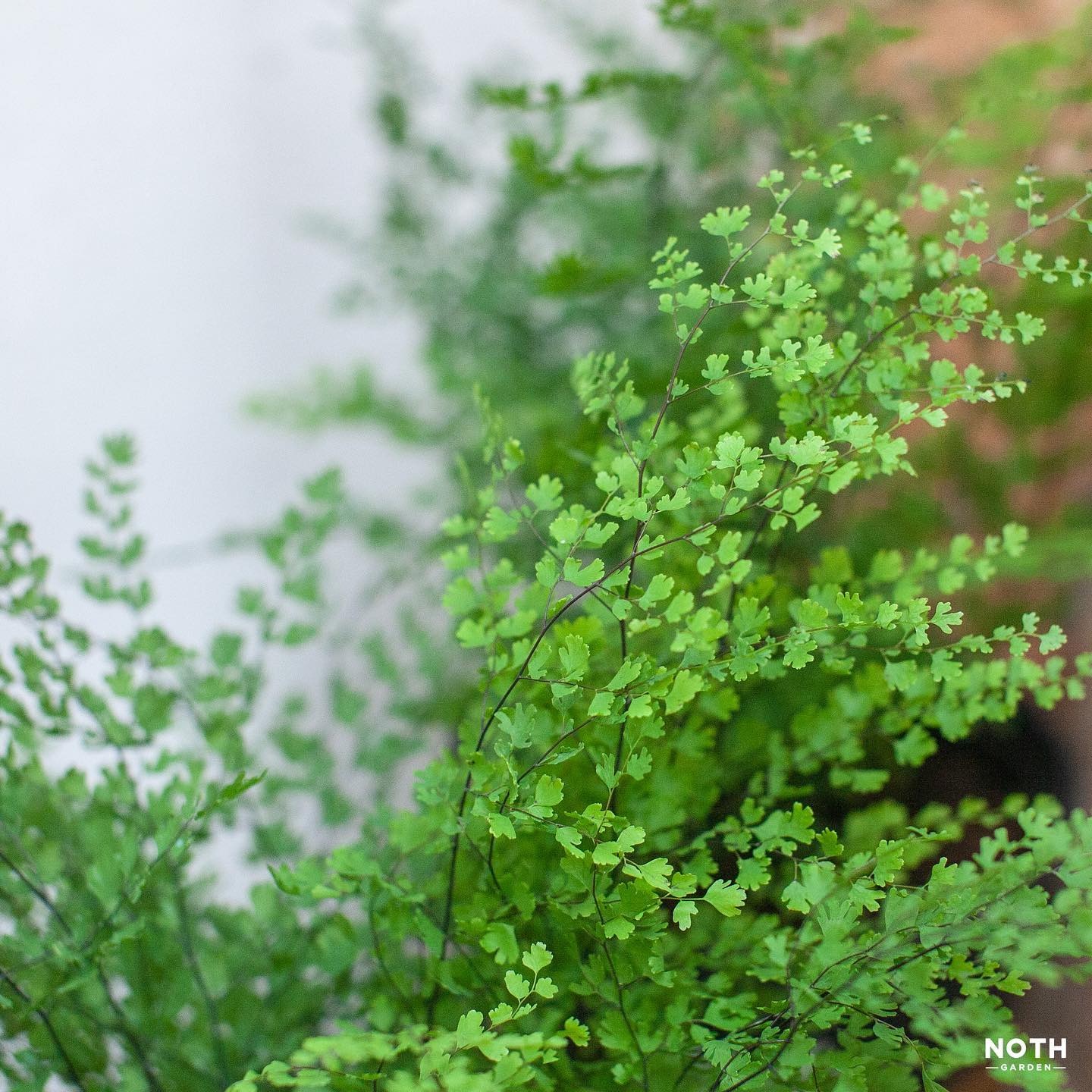 Cây cảnh tràn đầy hơi thở thanh xuân, lá xanh mướt quanh năm, trồng trong nhà chiêu may mắn- Ảnh 7.