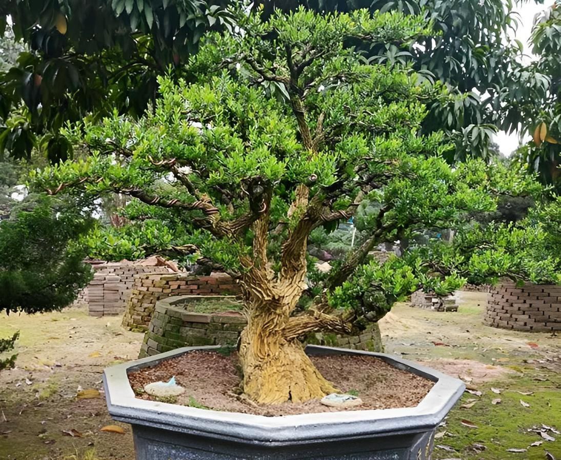 Người xưa dặn: "4 cây vào nhà, Tổ tiên phù hộ, 3 cây chặt bỏ tai họa cận kề"- Ảnh 9. Người xưa dặn: "4 cây vào nhà, Tổ tiên phù hộ, 3 cây chặt bỏ tai họa cận kề"- Ảnh 9.