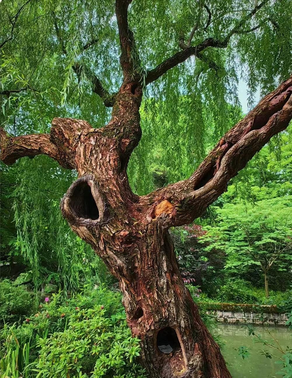 Người xưa dặn: "4 cây vào nhà, Tổ tiên phù hộ, 3 cây chặt bỏ tai họa cận kề"- Ảnh 15. Người xưa dặn: "4 cây vào nhà, Tổ tiên phù hộ, 3 cây chặt bỏ tai họa cận kề"- Ảnh 15.