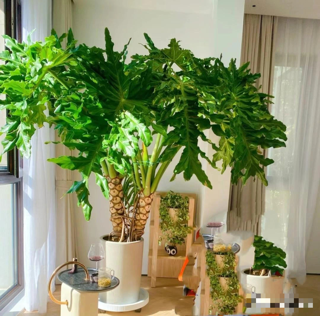 Nhà giàu thích trồng cây cảnh cát tường, lá "tay Phật",  dáng rồng bay, gom tài lộc, đón phước lành- Ảnh 5.