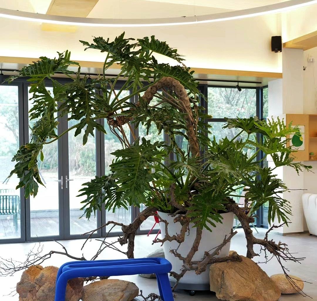 Nhà giàu thích trồng cây cảnh cát tường, lá "tay Phật",  dáng rồng bay, gom tài lộc, đón phước lành- Ảnh 11.