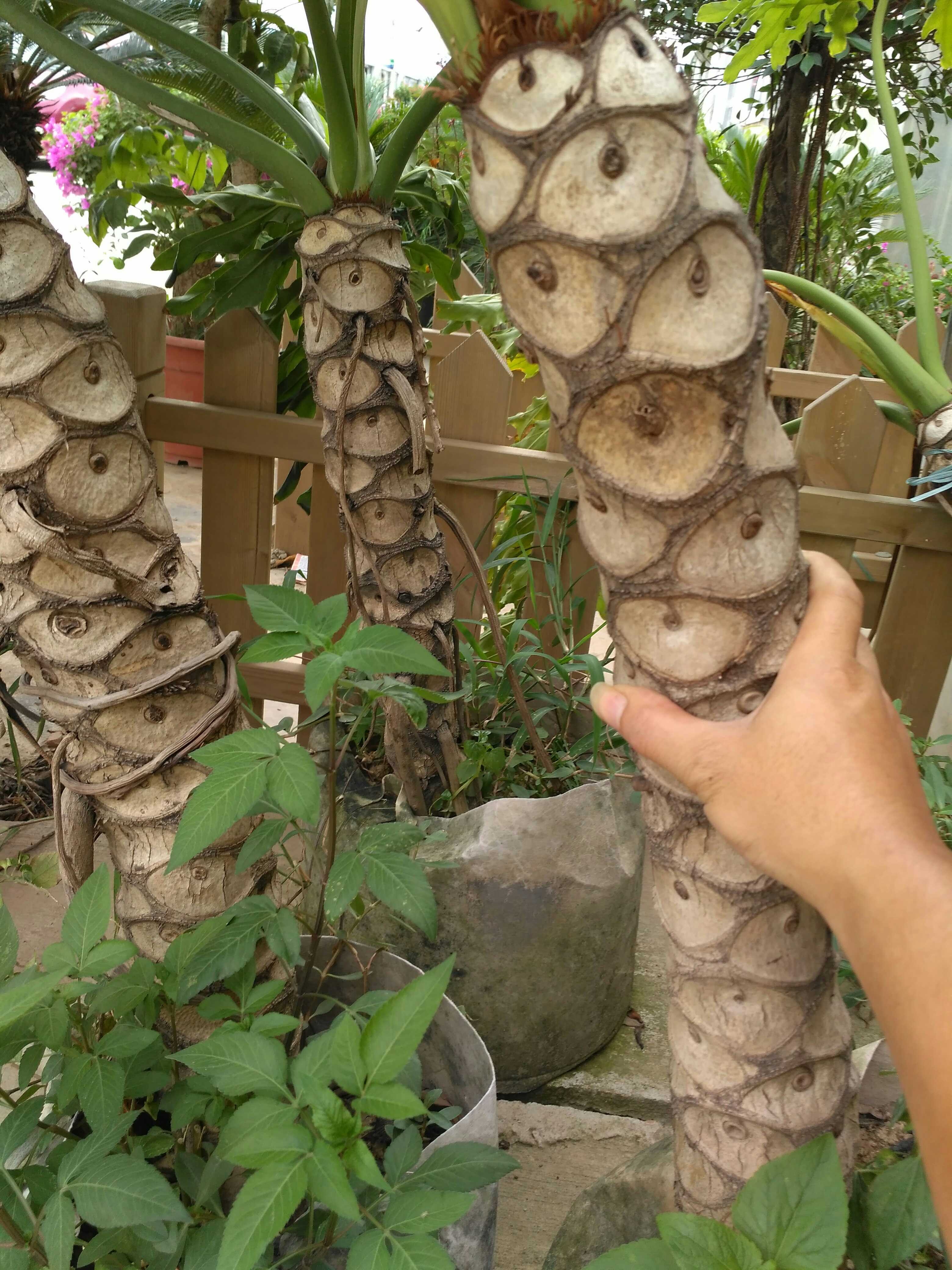 Nhà giàu thích trồng cây cảnh cát tường, lá "tay Phật",  dáng rồng bay, gom tài lộc, đón phước lành- Ảnh 9.