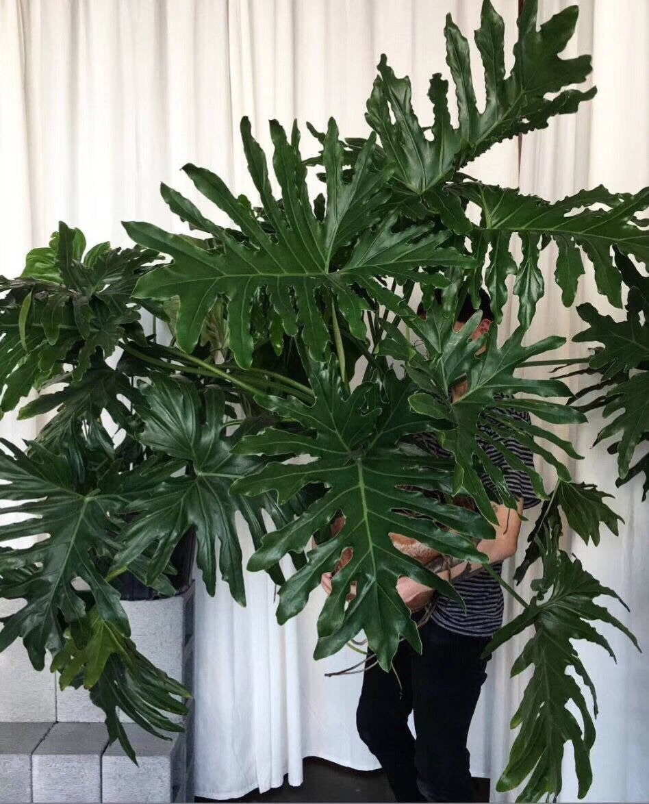 Nhà giàu thích trồng cây cảnh cát tường, lá "tay Phật",  dáng rồng bay, gom tài lộc, đón phước lành- Ảnh 2.