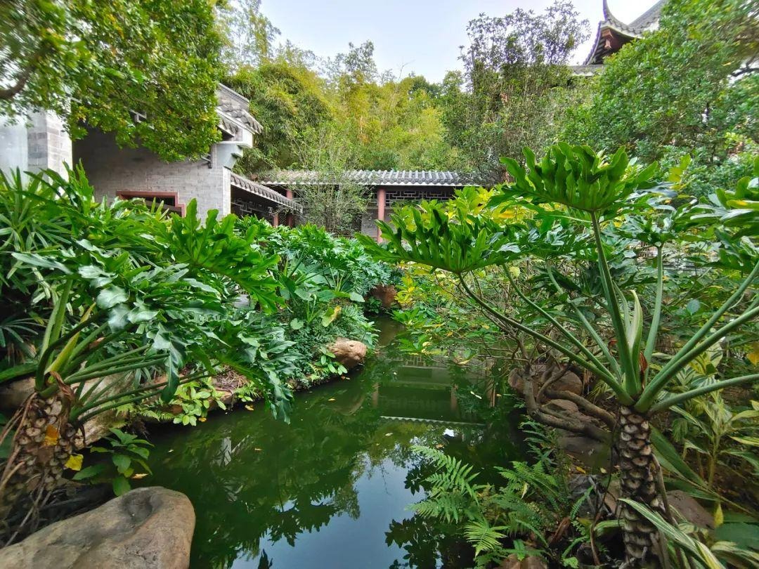 Nhà giàu thích trồng cây cảnh cát tường, lá "tay Phật",  dáng rồng bay, gom tài lộc, đón phước lành- Ảnh 6.