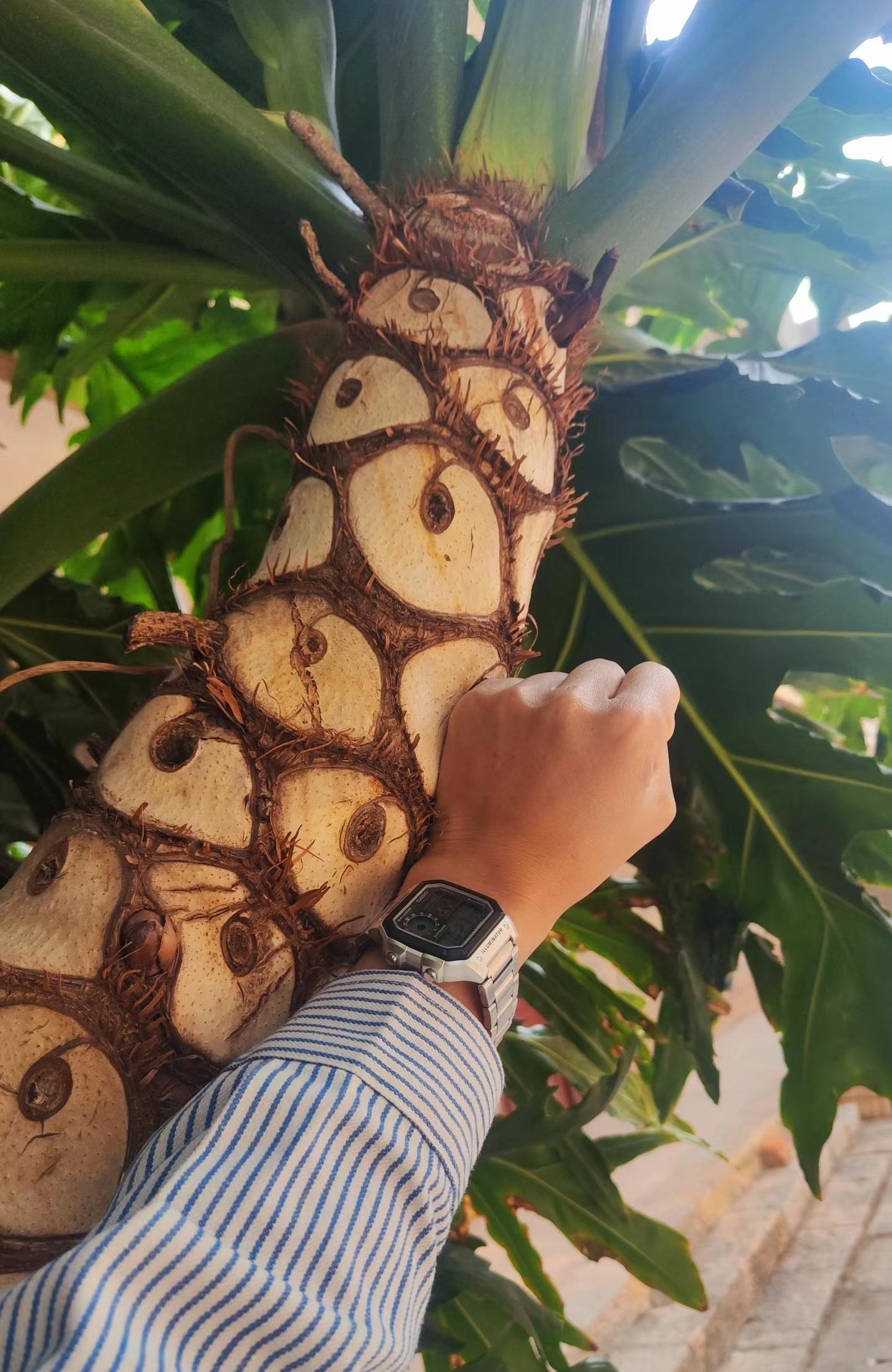 Nhà giàu thích trồng cây cảnh cát tường, lá "tay Phật",  dáng rồng bay, gom tài lộc, đón phước lành- Ảnh 4.