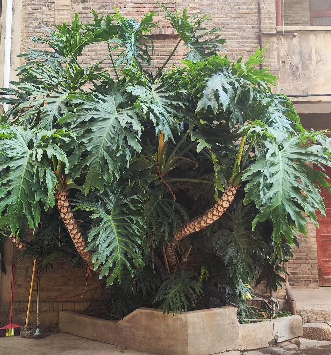 Nhà giàu thích trồng cây cảnh cát tường, lá "tay Phật",  dáng rồng bay, gom tài lộc, đón phước lành- Ảnh 1.