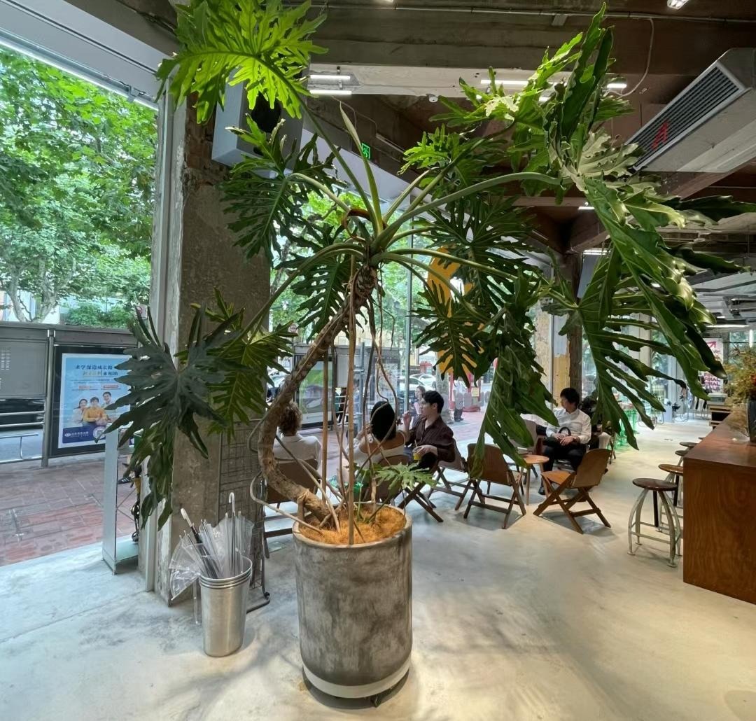 Nhà giàu thích trồng cây cảnh cát tường, lá "tay Phật",  dáng rồng bay, gom tài lộc, đón phước lành- Ảnh 14.