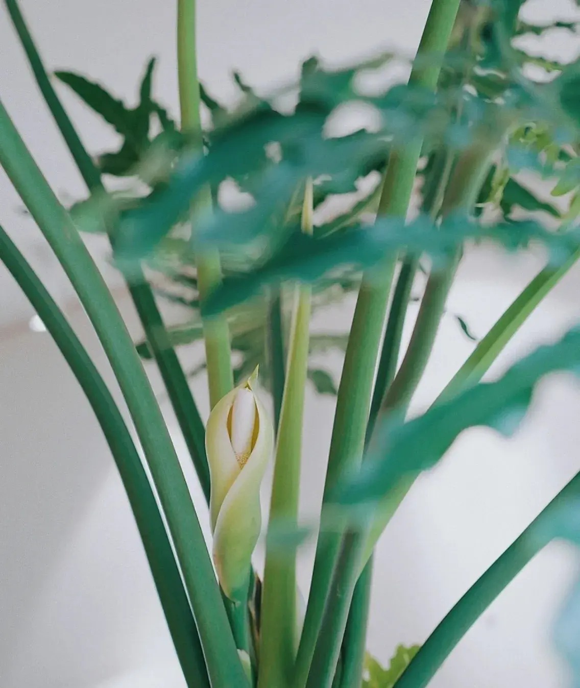 Nhà giàu thích trồng cây cảnh cát tường, lá "tay Phật",  dáng rồng bay, gom tài lộc, đón phước lành- Ảnh 10.