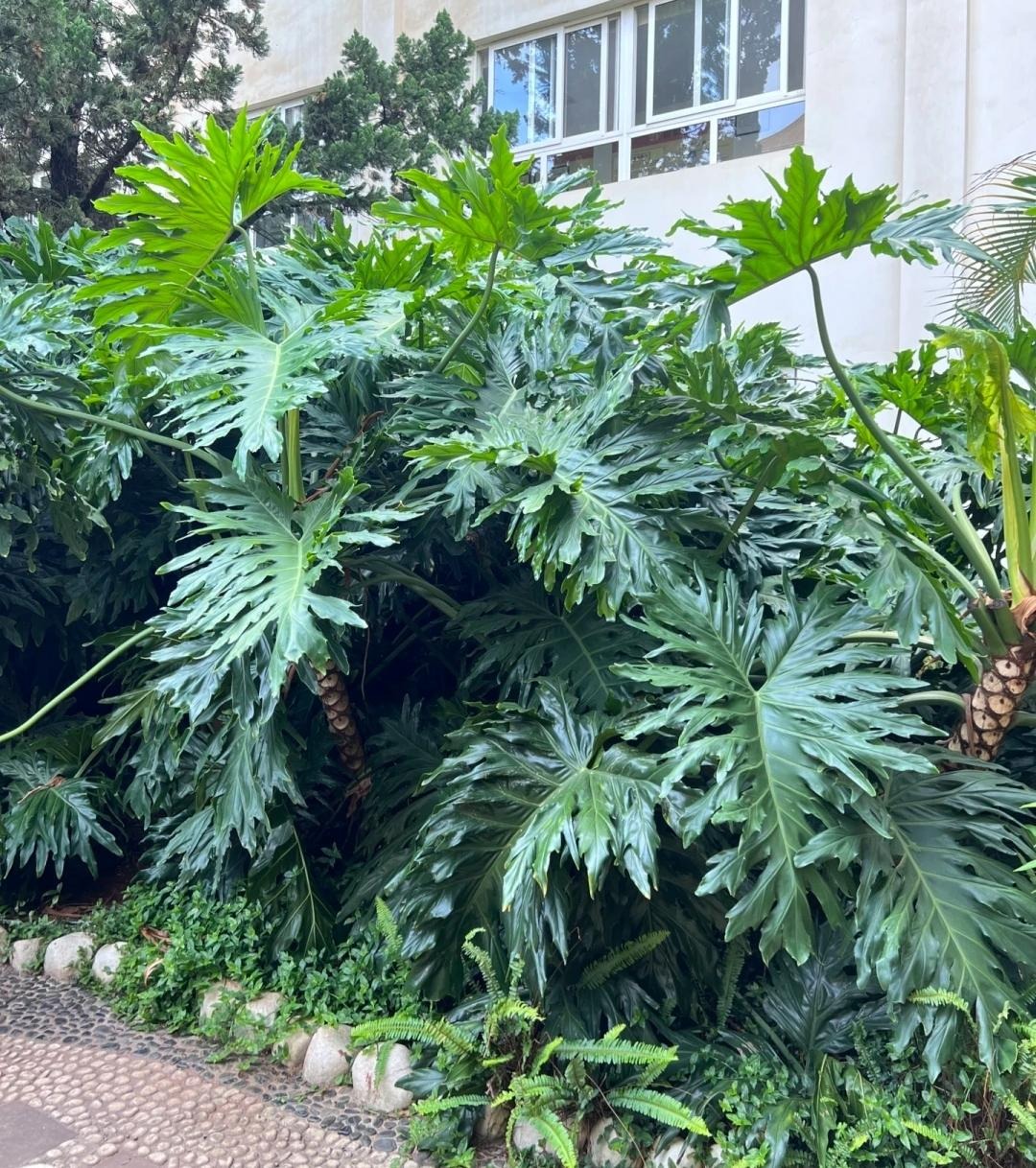 Nhà giàu thích trồng cây cảnh cát tường, lá "tay Phật",  dáng rồng bay, gom tài lộc, đón phước lành- Ảnh 3.