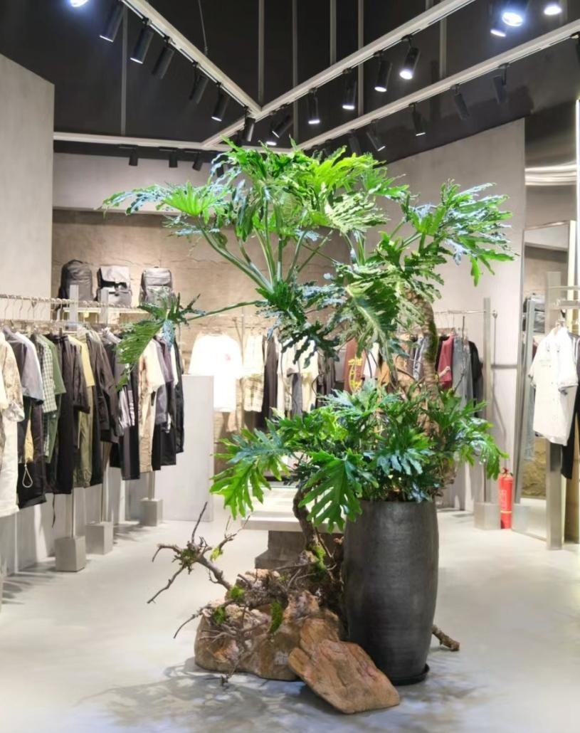 Nhà giàu thích trồng cây cảnh cát tường, lá "tay Phật",  dáng rồng bay, gom tài lộc, đón phước lành- Ảnh 13.