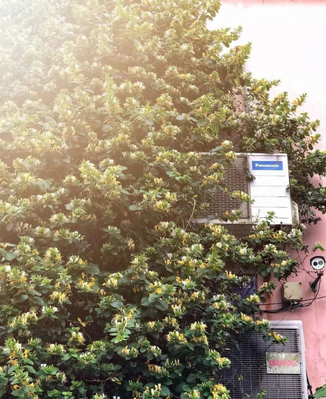 Nhà giàu thích trồng cây cảnh 