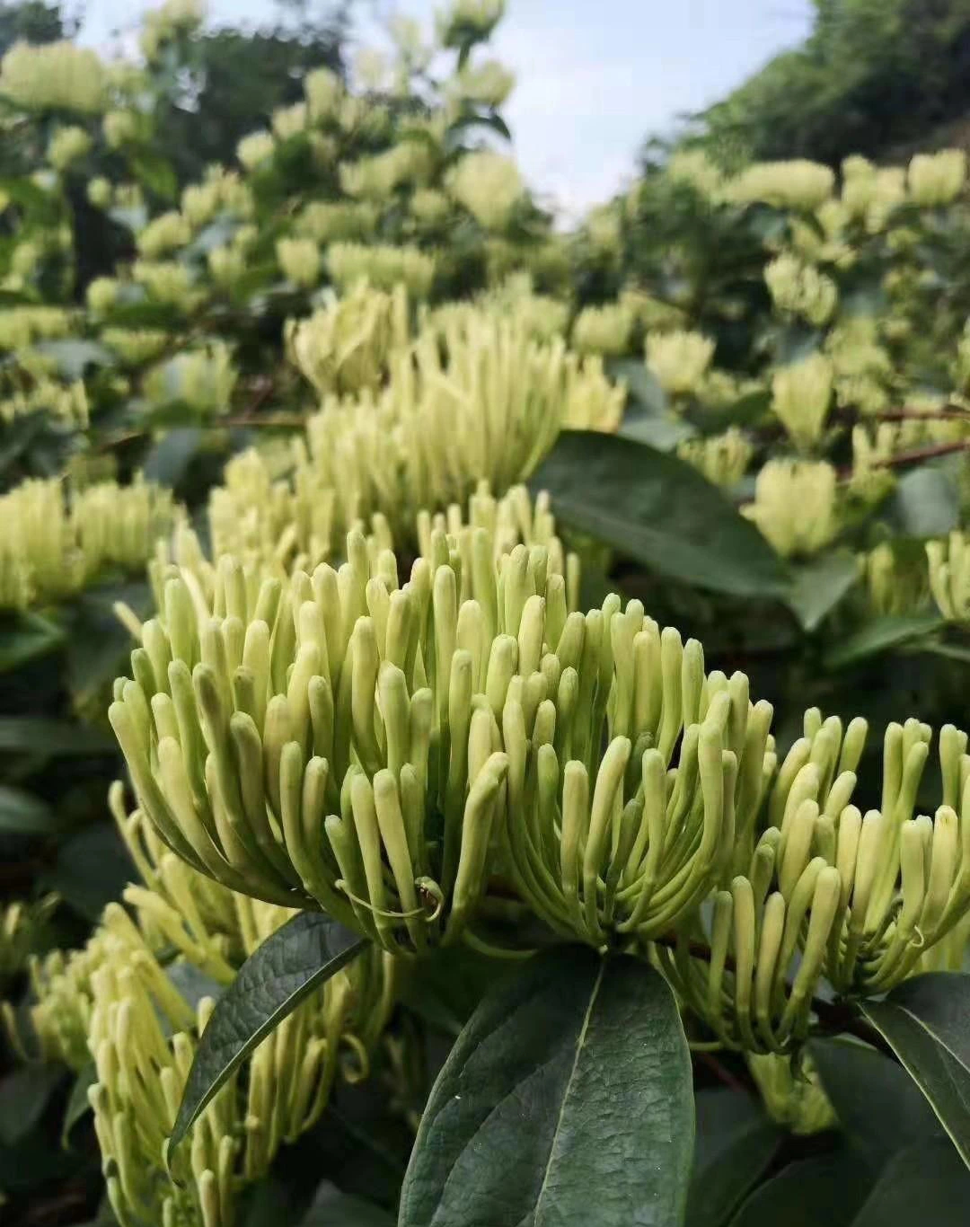 Nhà giàu thích trồng cây cảnh 