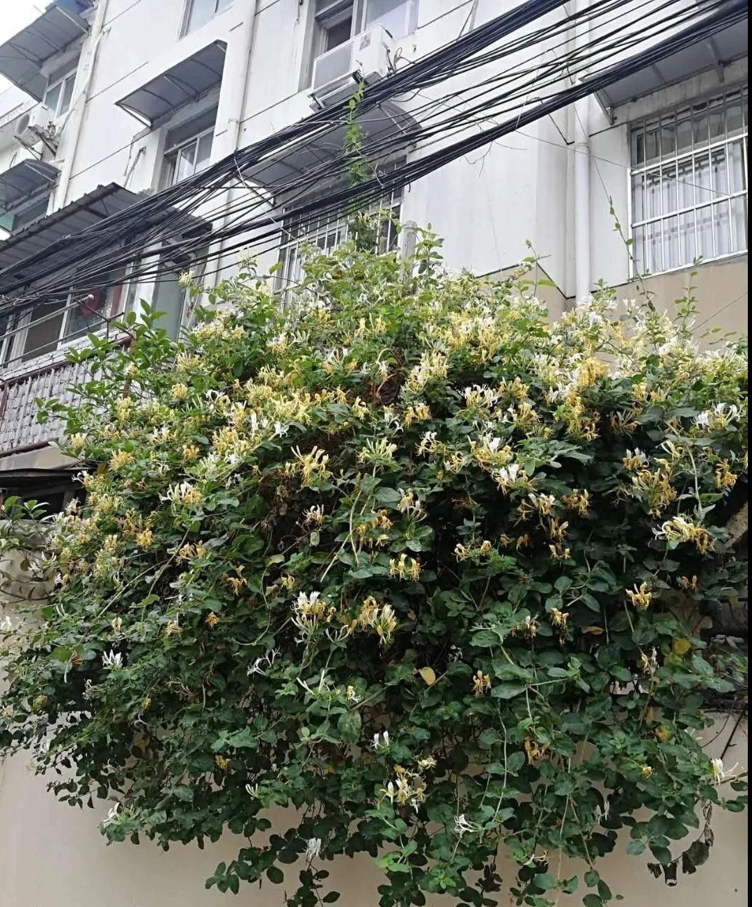 Nhà giàu thích trồng cây cảnh 