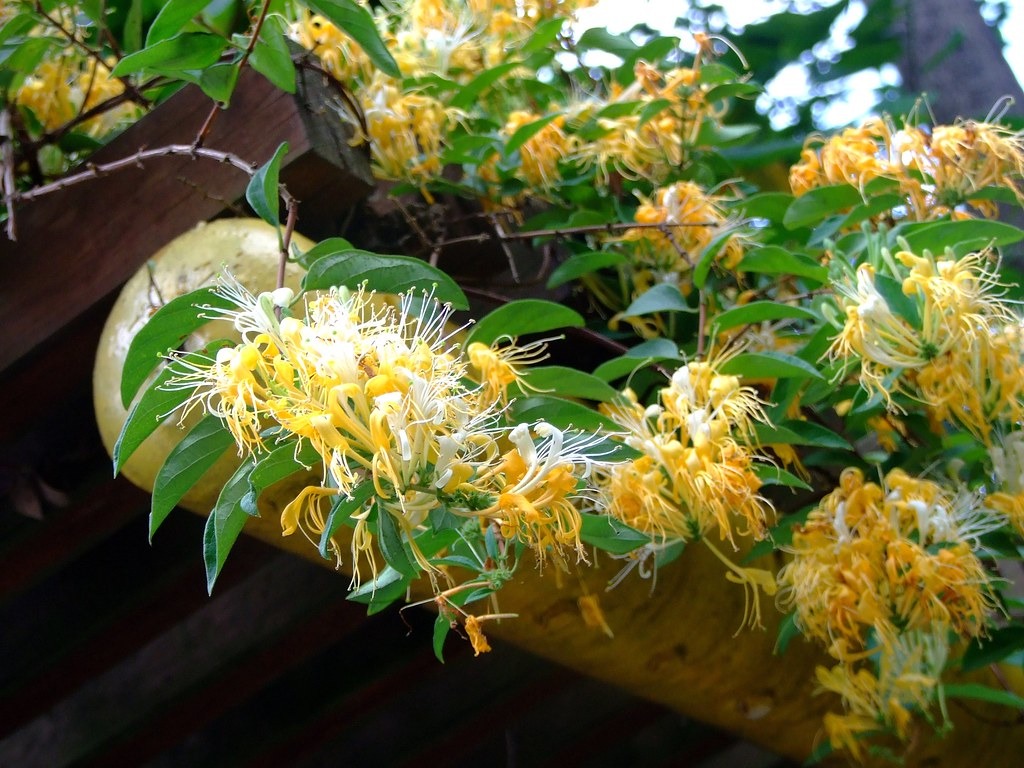 Nhà giàu thích trồng cây cảnh 