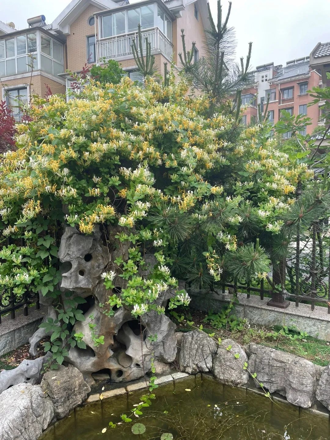 Nhà giàu thích trồng cây cảnh 