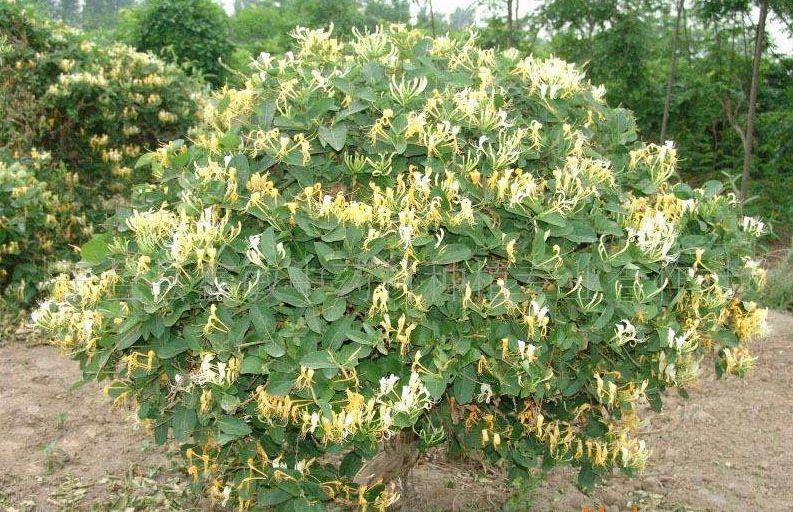 Nhà giàu thích trồng cây cảnh 