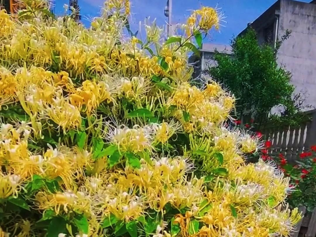 Nhà giàu thích trồng cây cảnh 