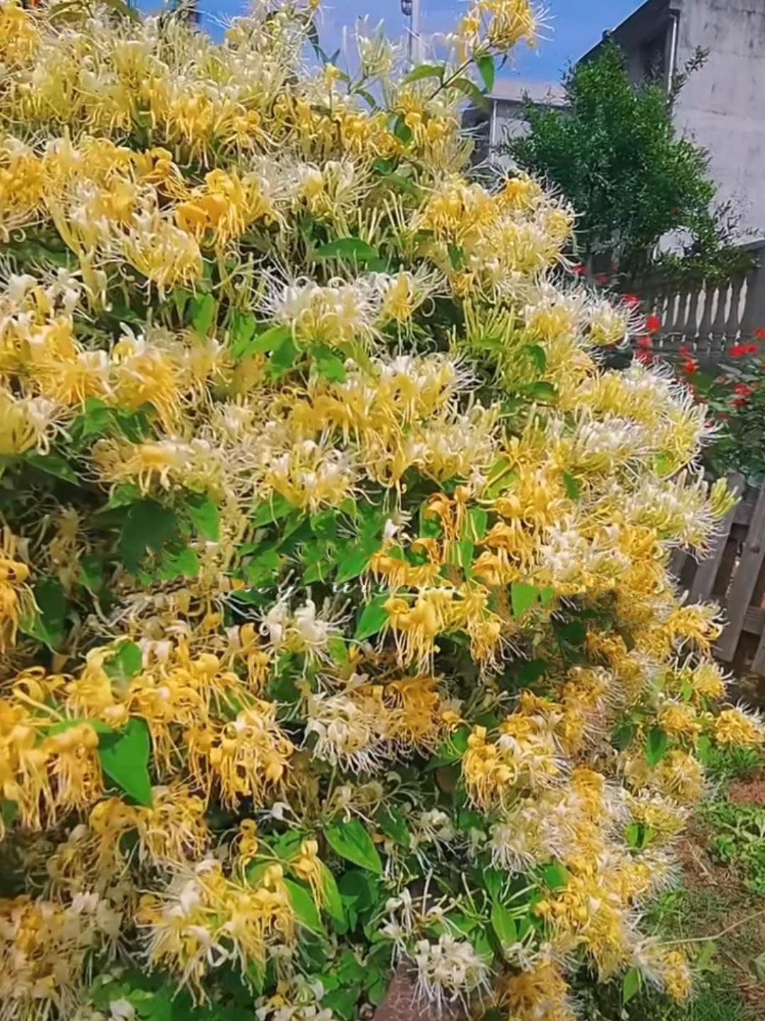 Nhà giàu thích trồng cây cảnh 